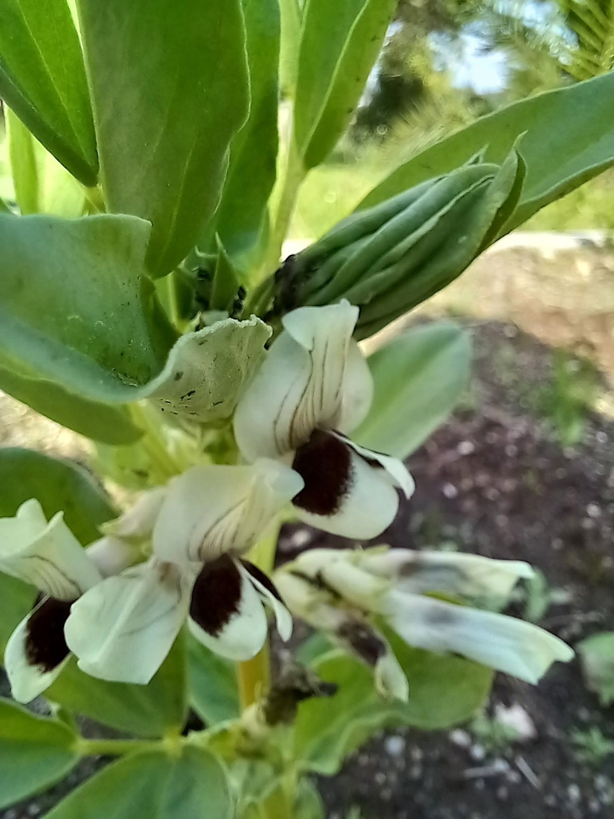 As favas estão em flor (foram atacadas por piolho mas nós cuidámos com uma mistura de agua e sabão)