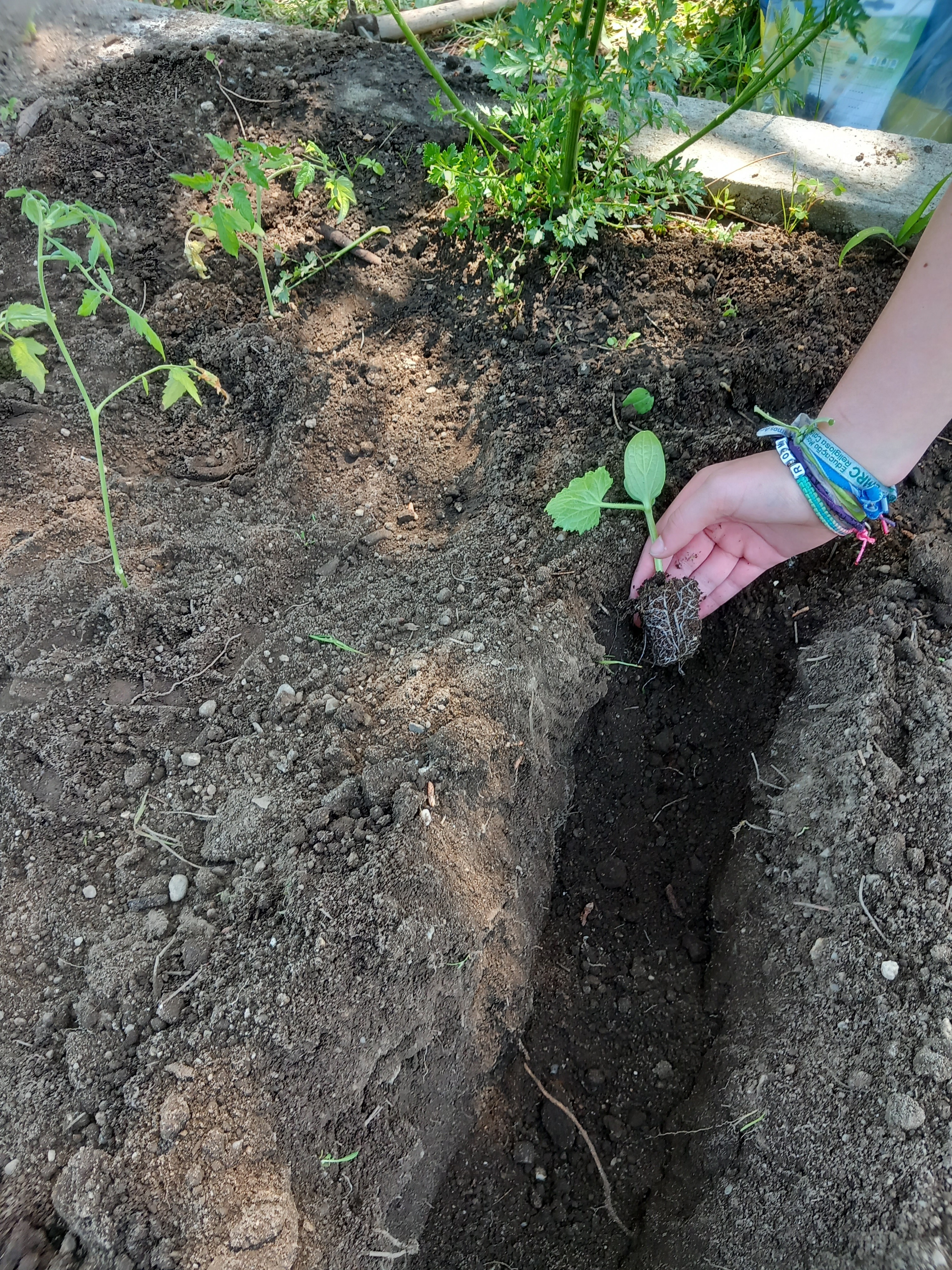 Hoje plantámos tomates, espinafres e pepinos.