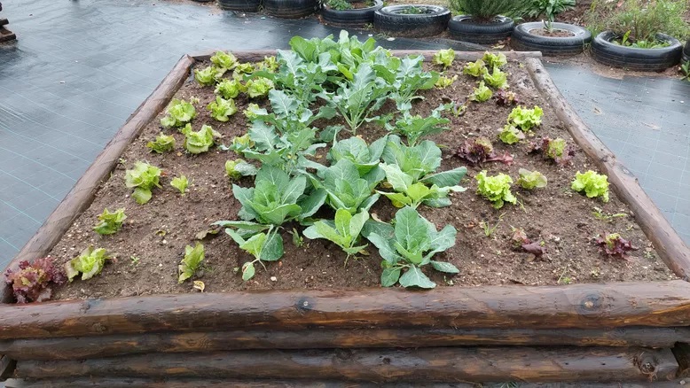 Crescimento das plantas