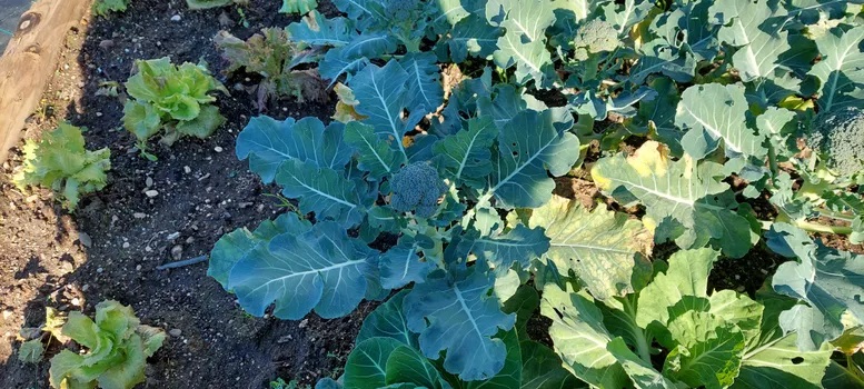 Crescimento das plantas