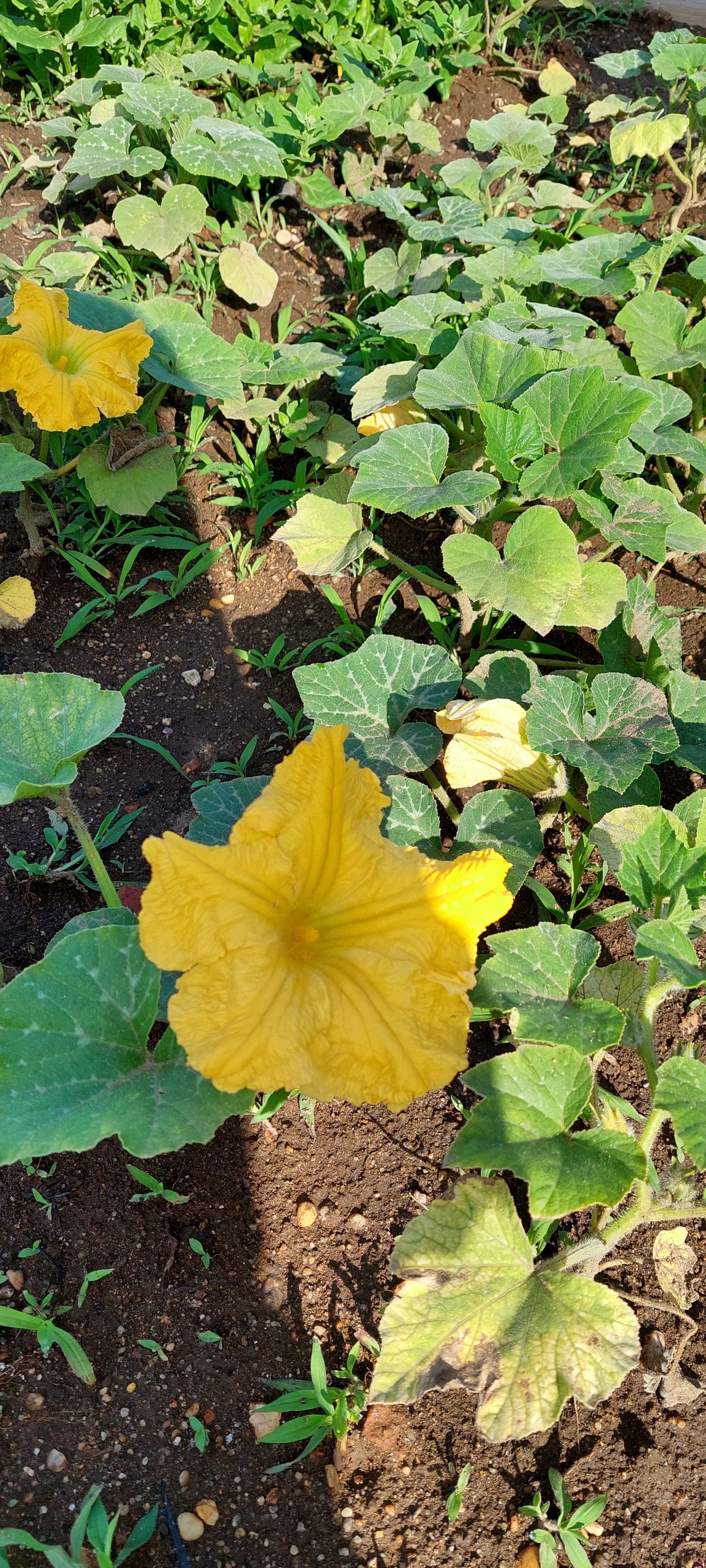 Abóbora em flor