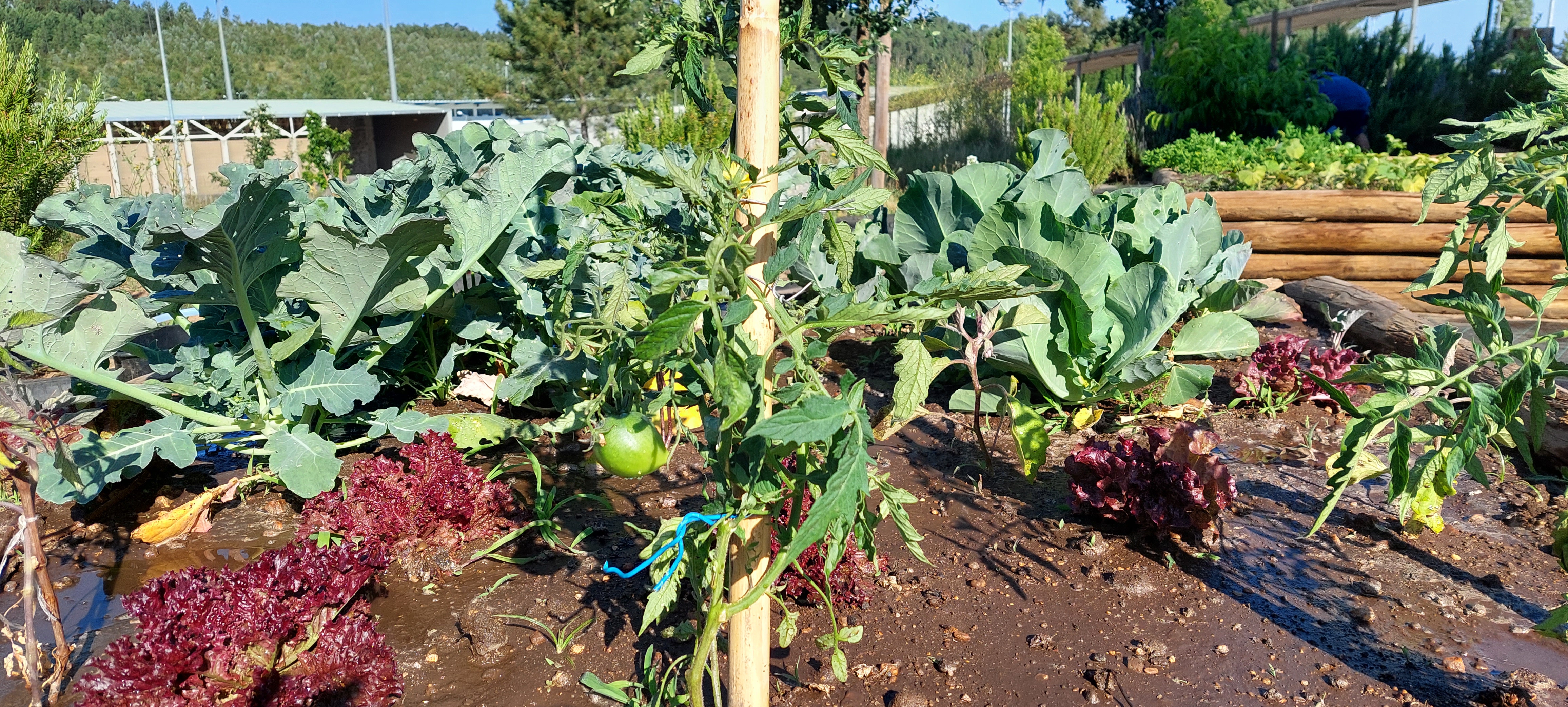 Tomates maçã, alface roxa, brócolos