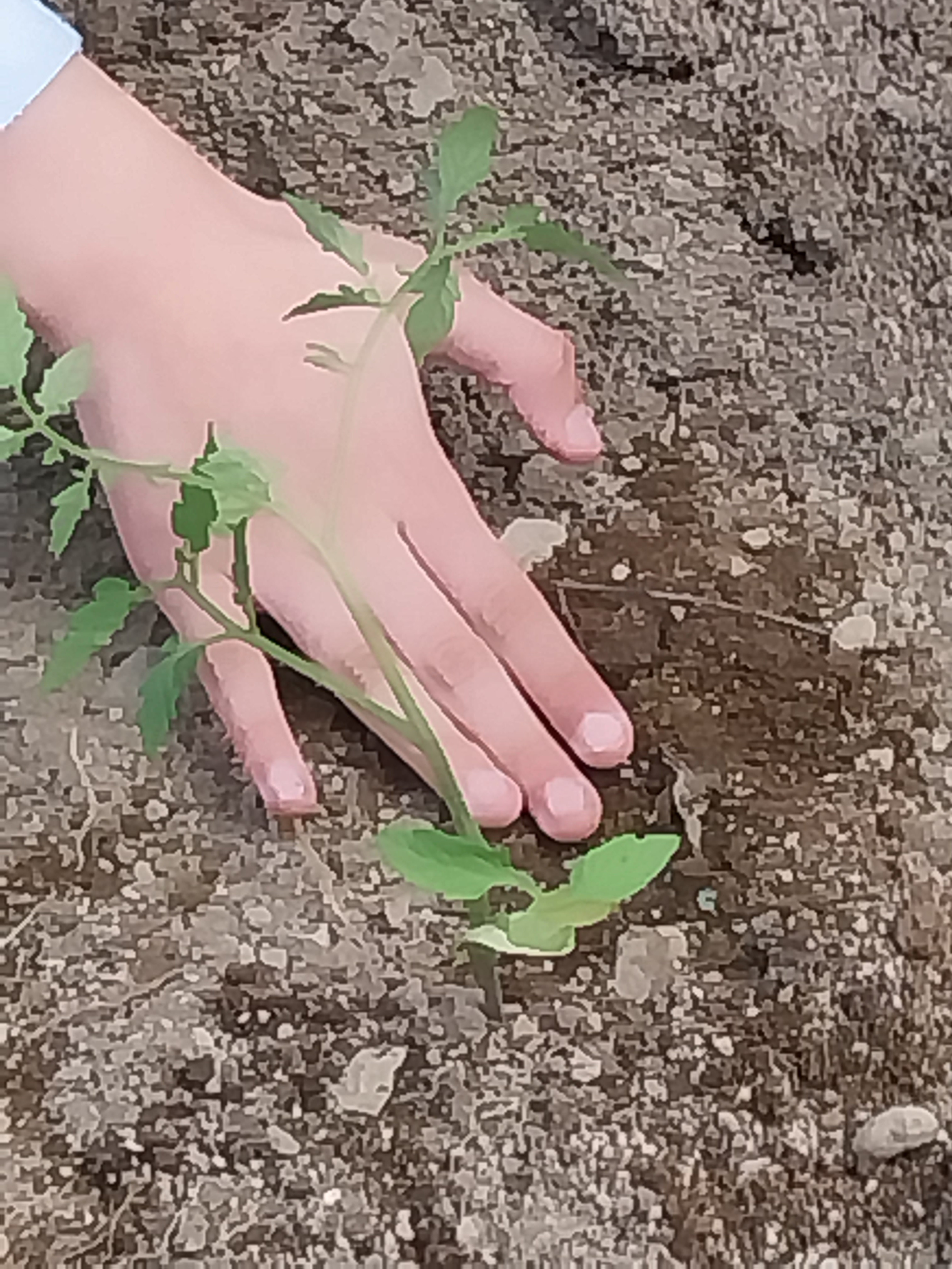 Plantação de tomates.