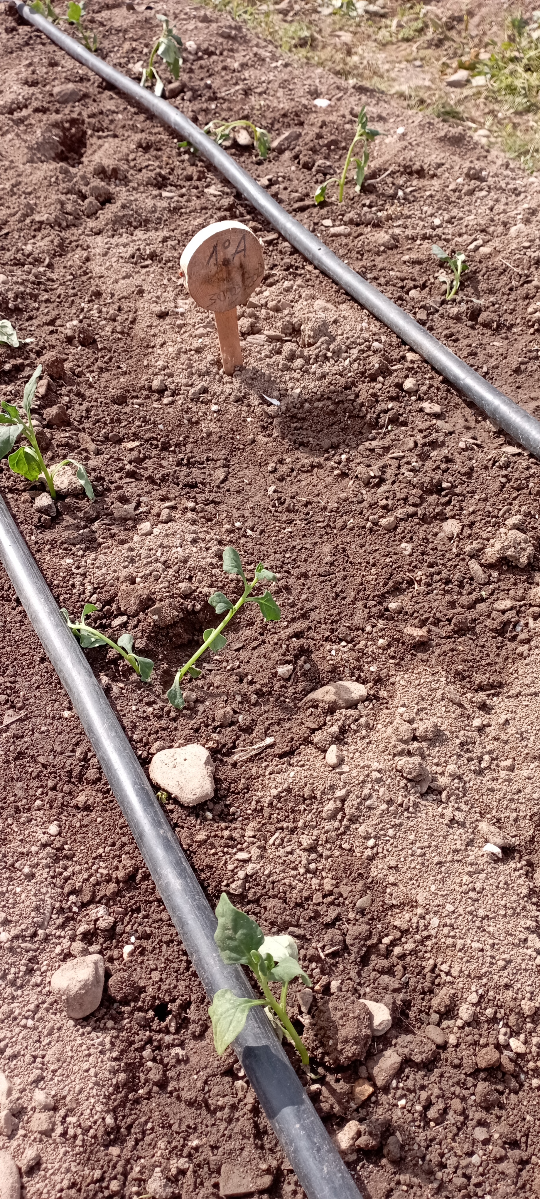 Plantação de espinafres