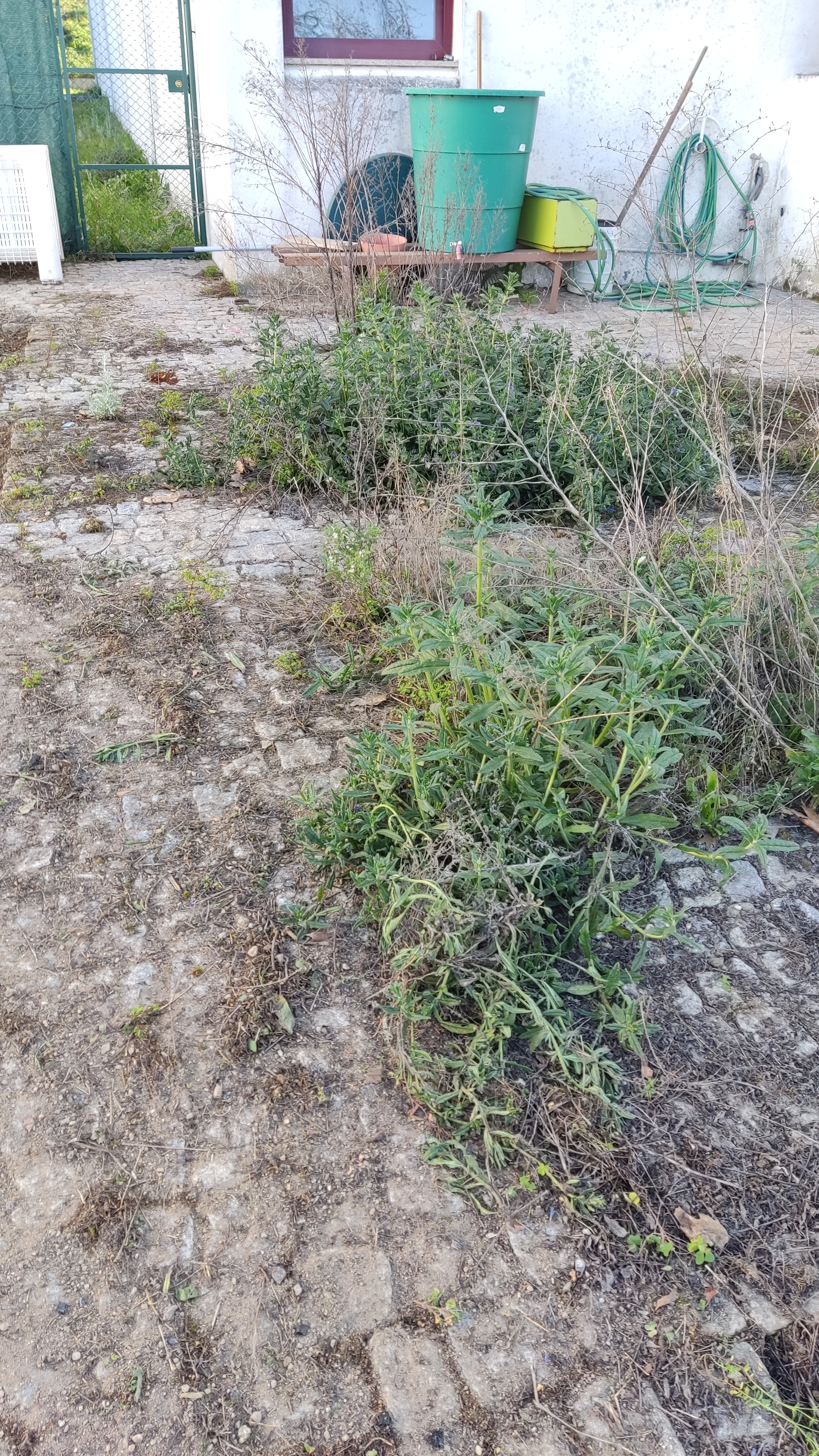 terreno para a horta com ervas daninhas.