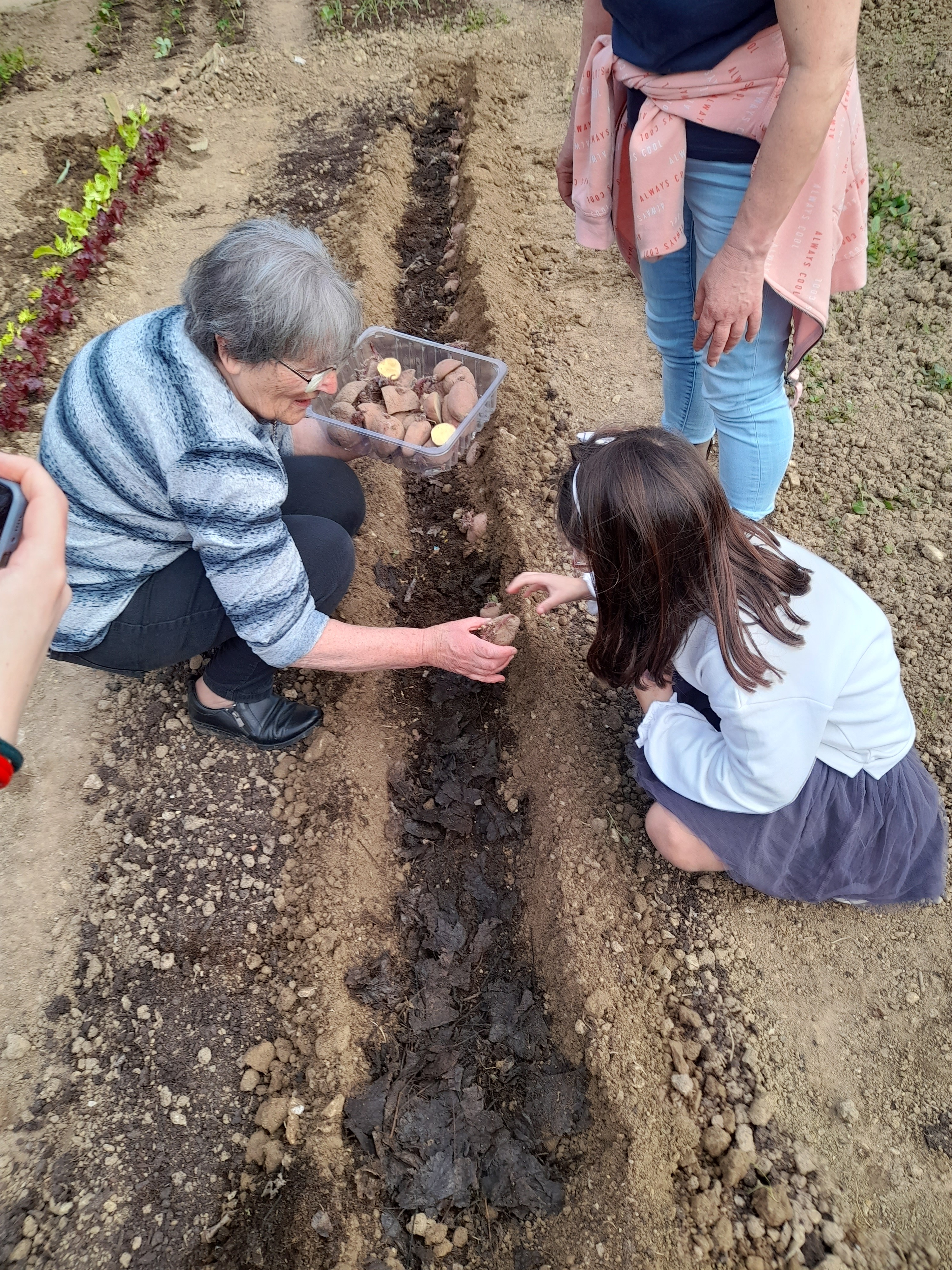 Semear batatas: A avó da horta com a ajuda das crianças semeia batatas.