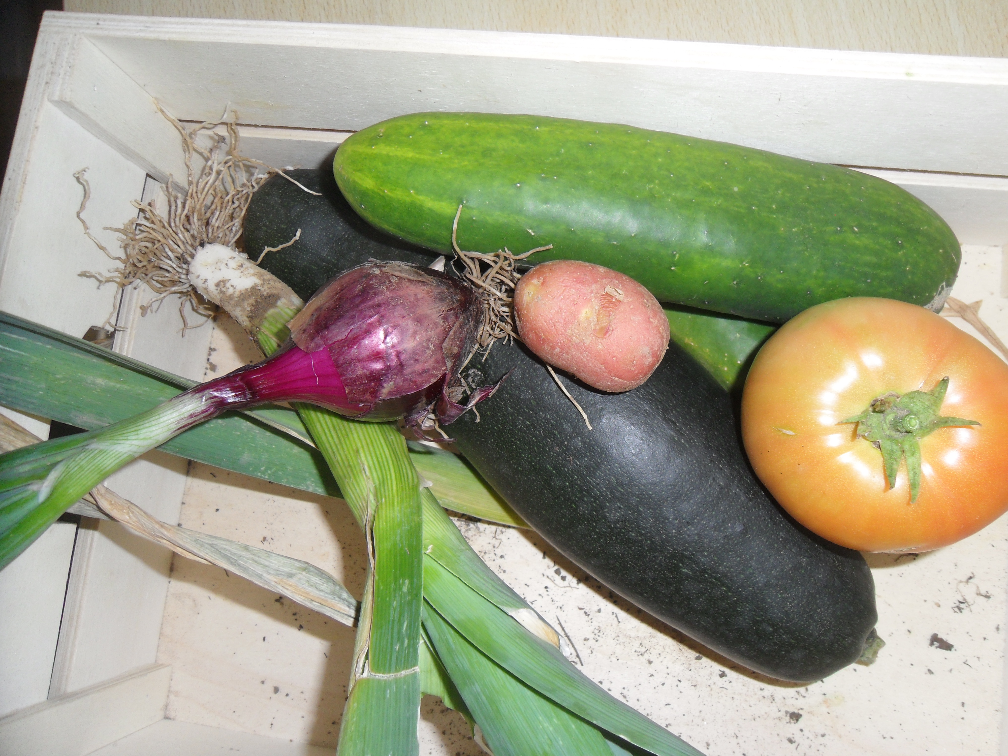 Produtos da horta colhidos pelos alunos.