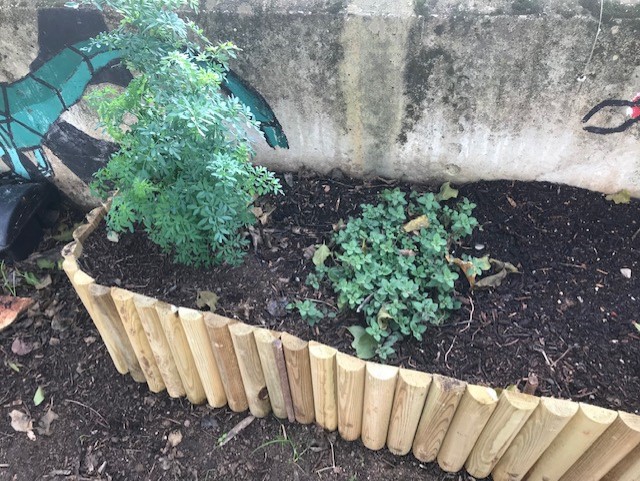 Colocação de mais substrato nas plantas existentes e limpeza (do canteiro renovado)