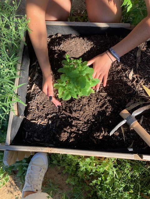 Colocação de planta em novo canteiro