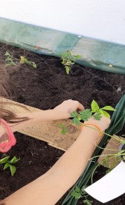 Plantação do Pimento