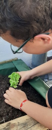 Plantação da alface