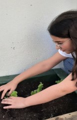 Plantação Espinafre