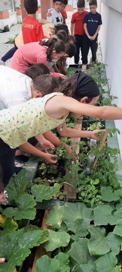 Horta a dar legumes | fruto.