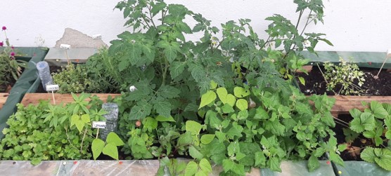 Horta a dar legumes | fruto.