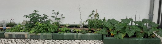 Horta a dar legumes | fruto.