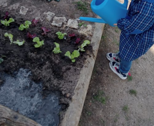 Os alunos regam a horta com água da chuva.