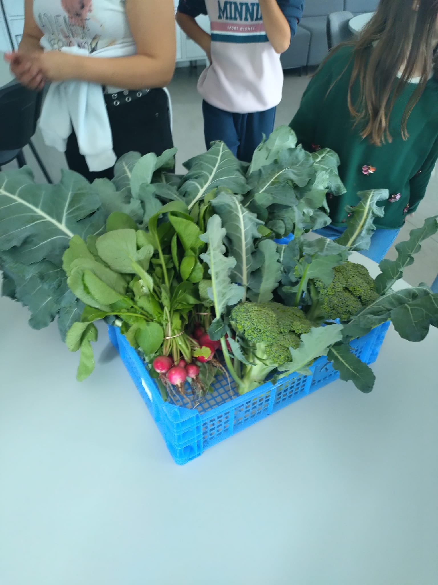 Foto dos legumes após a recolha.