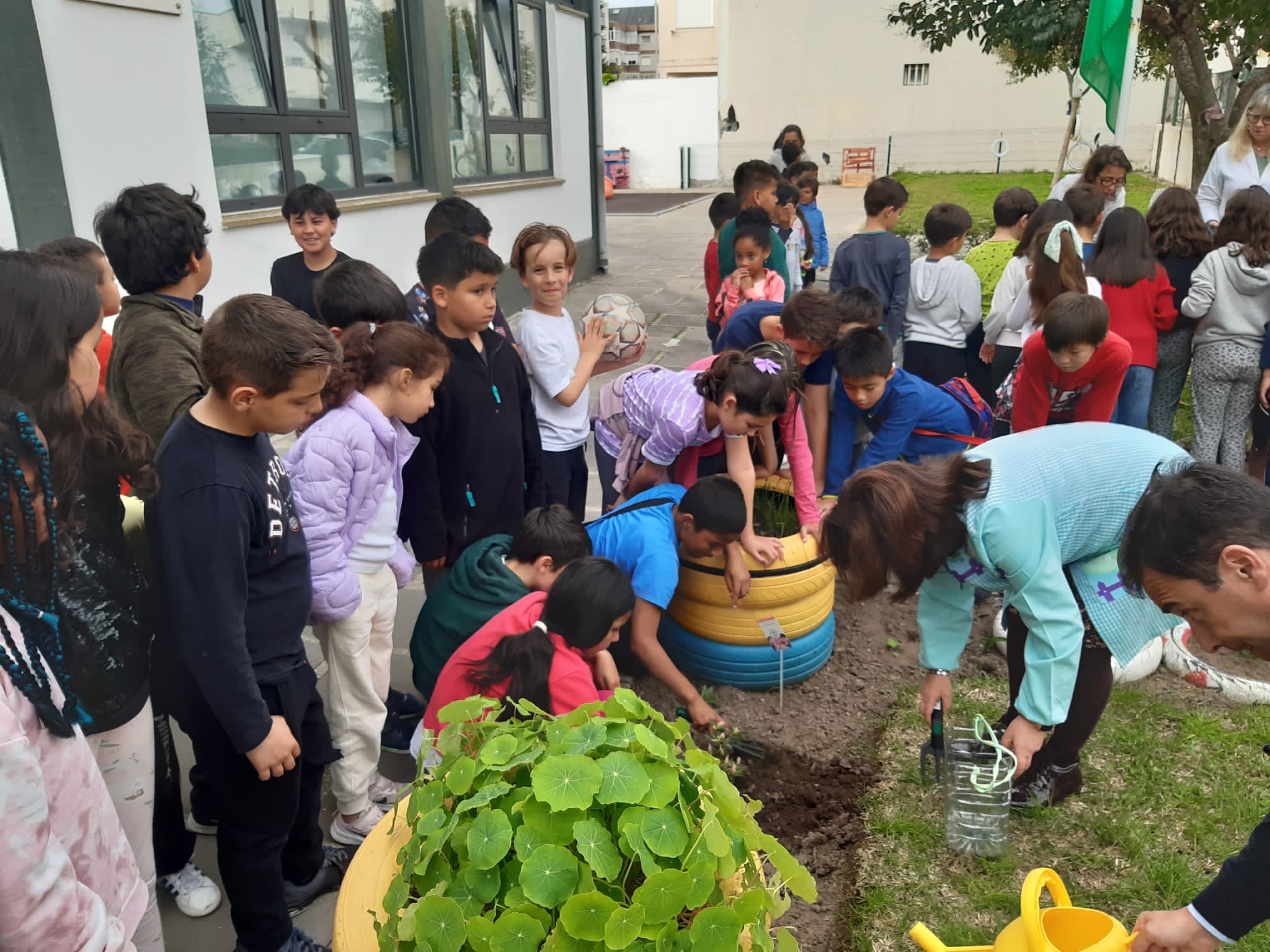 Plantação de Azáleas no jardim