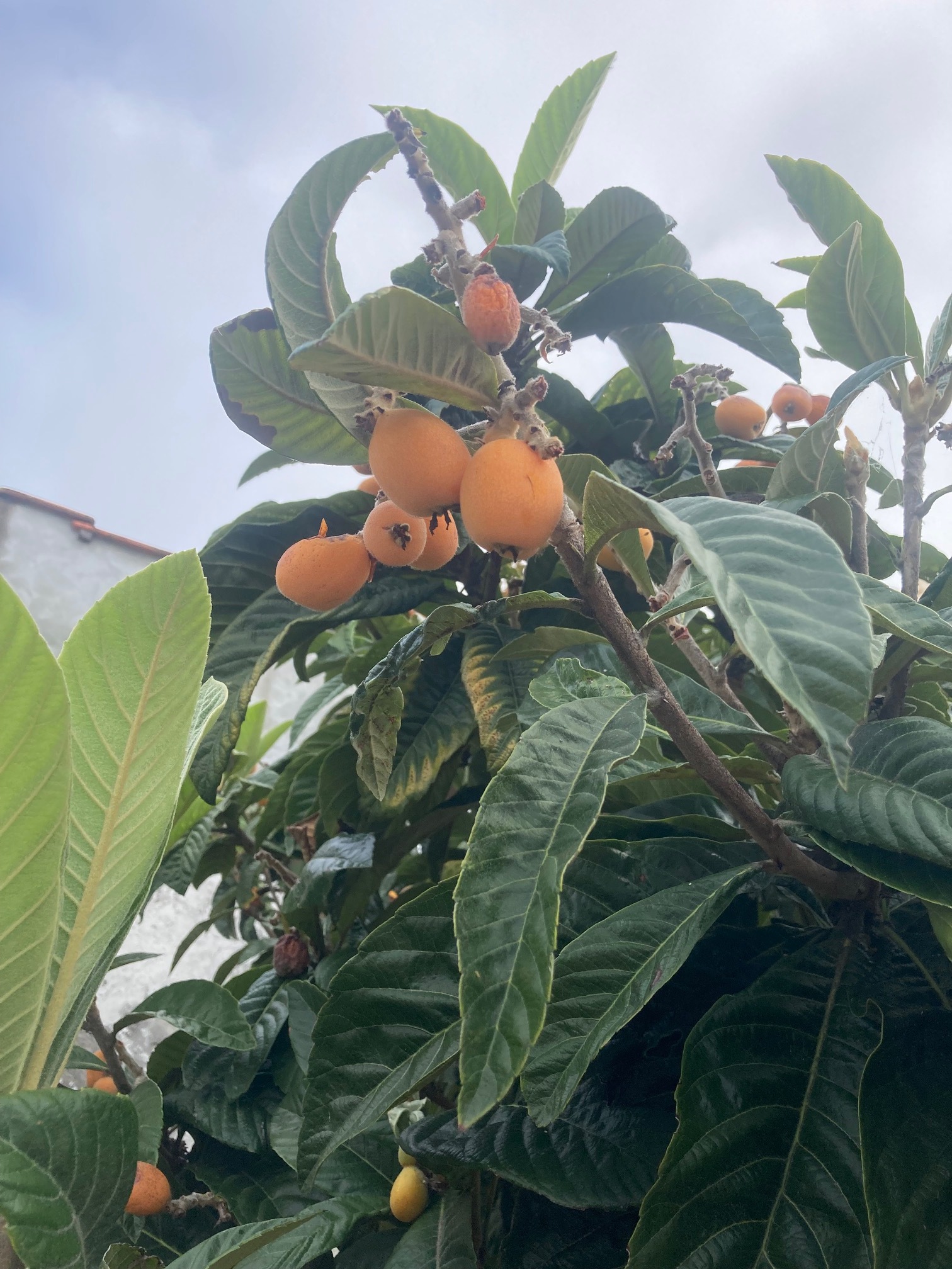 Já estão madurinhas as nossas nêsperas, dia de provar