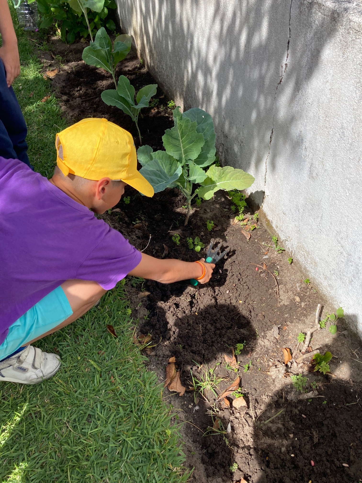 Preparação da terra para semear feijão e milho pipoca