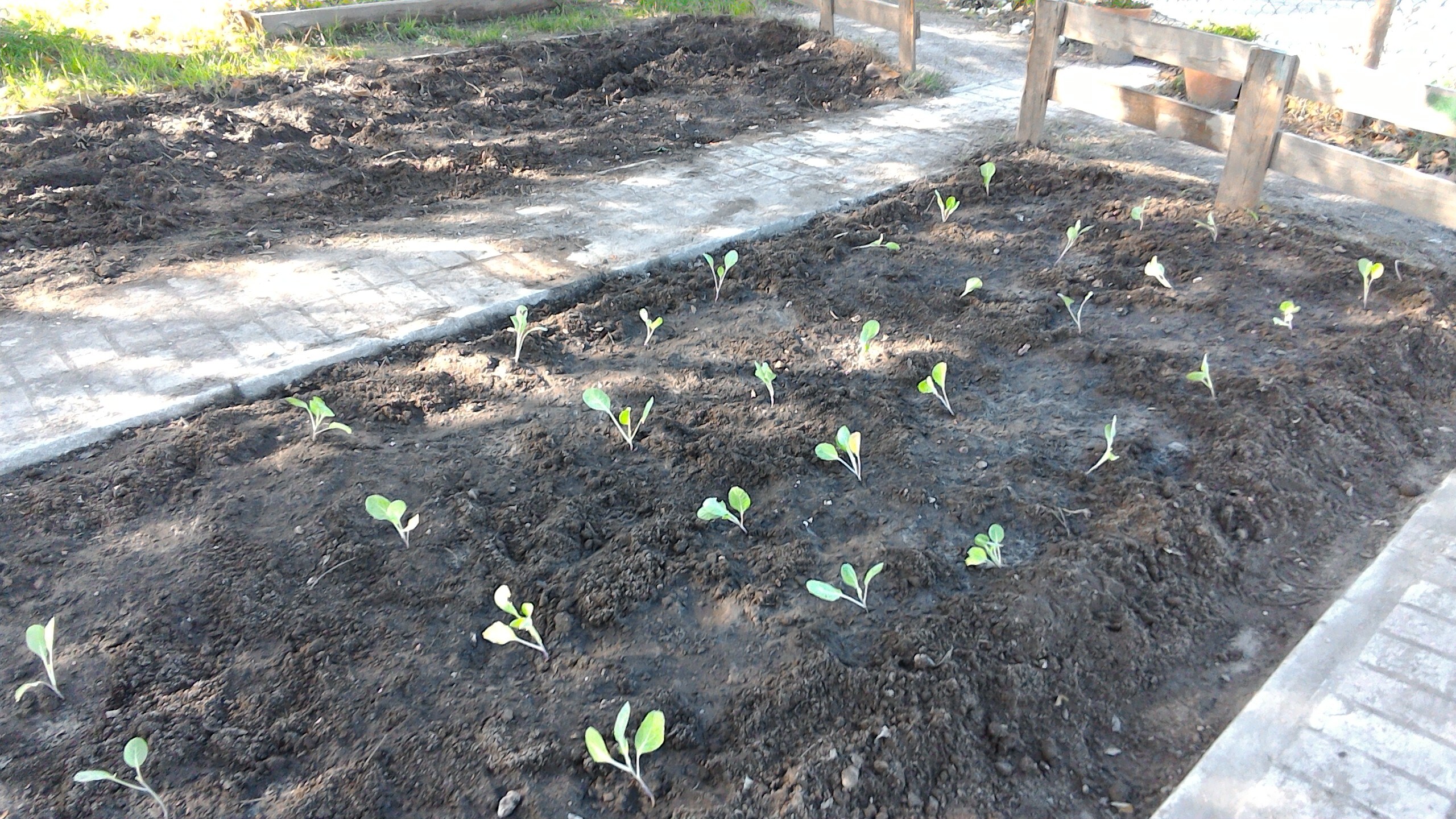 Plantação de couves.
