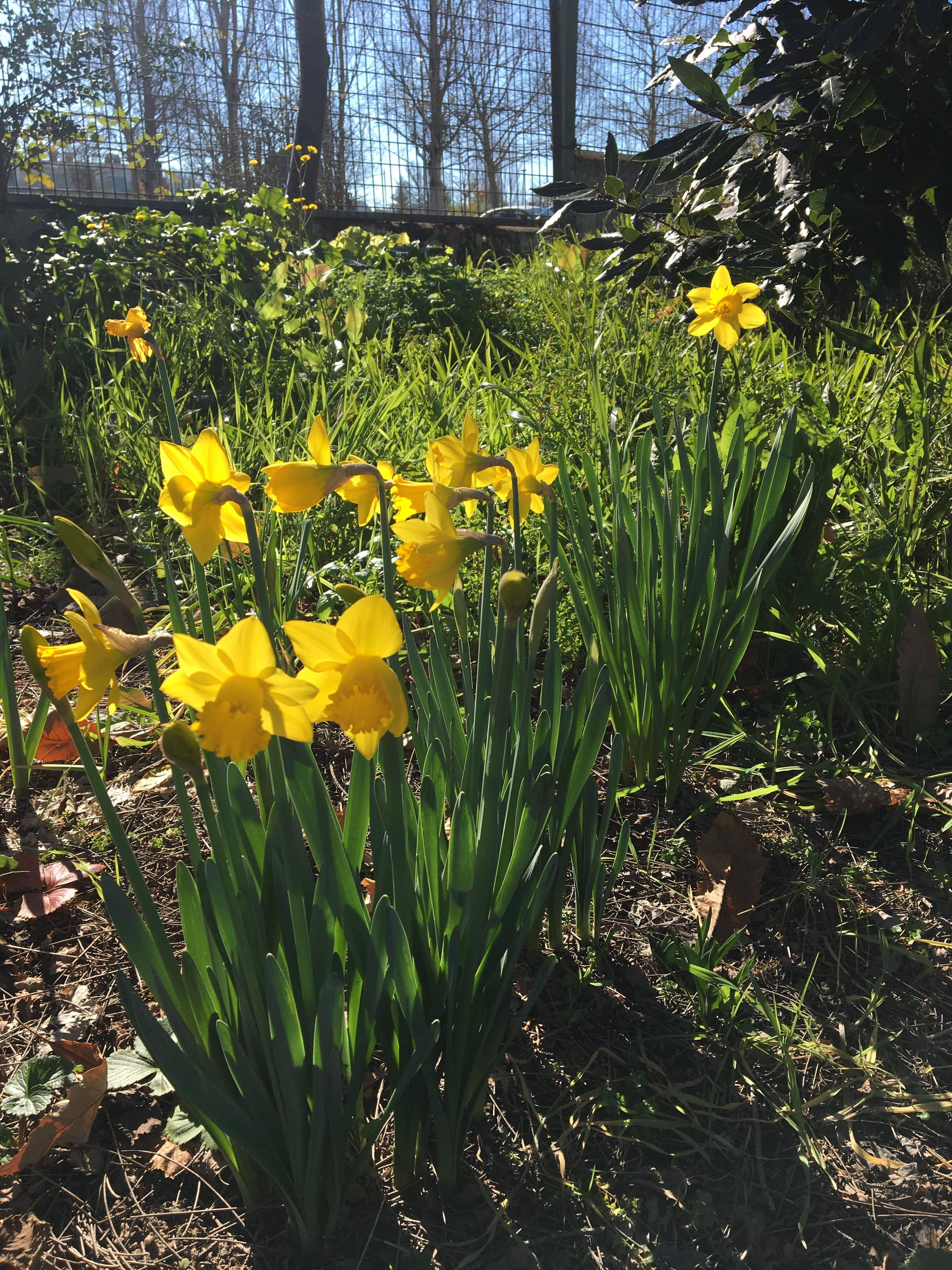 Flores na horta, narcisos.