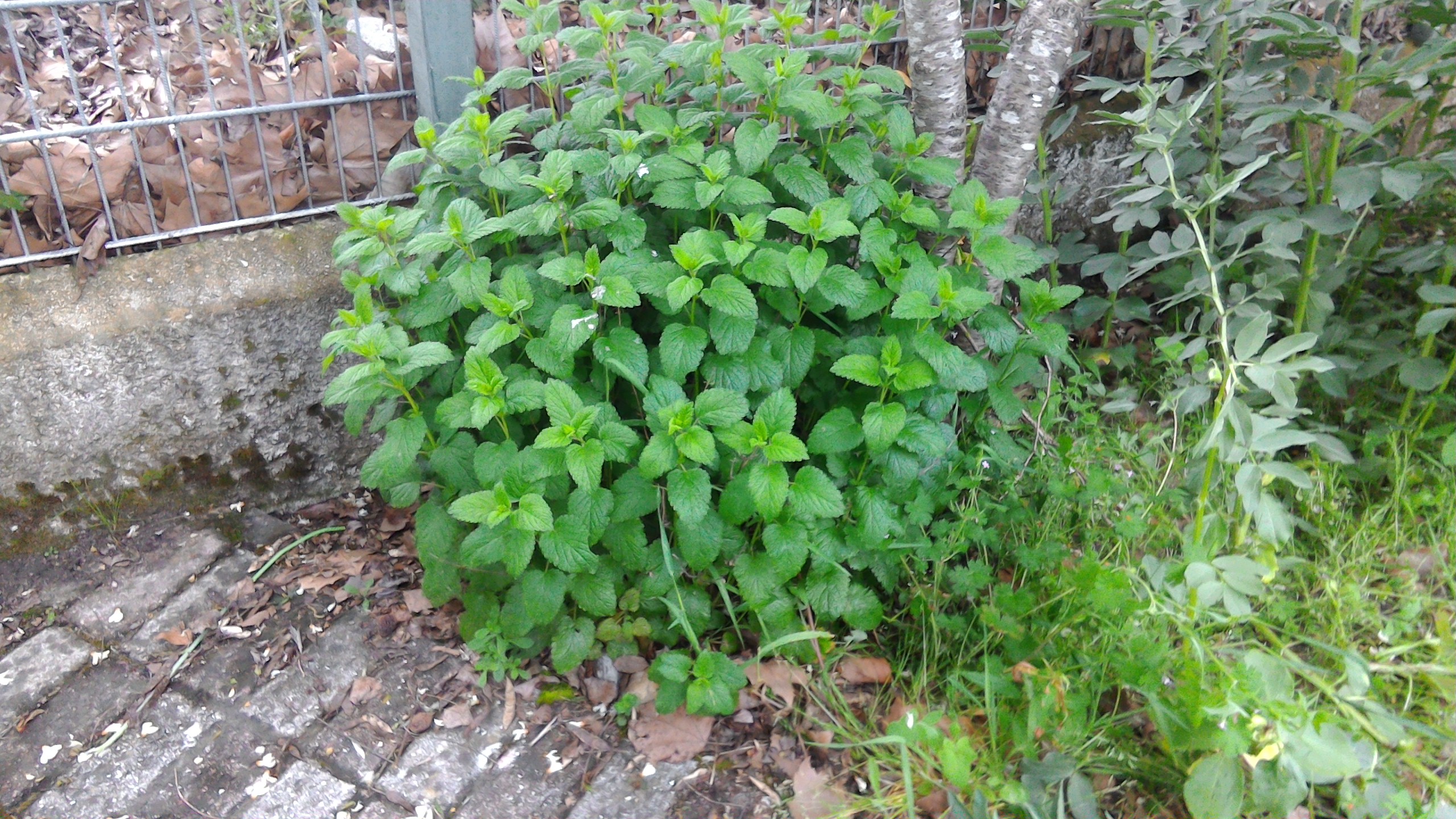Plantas aromáticas, erva cidreira