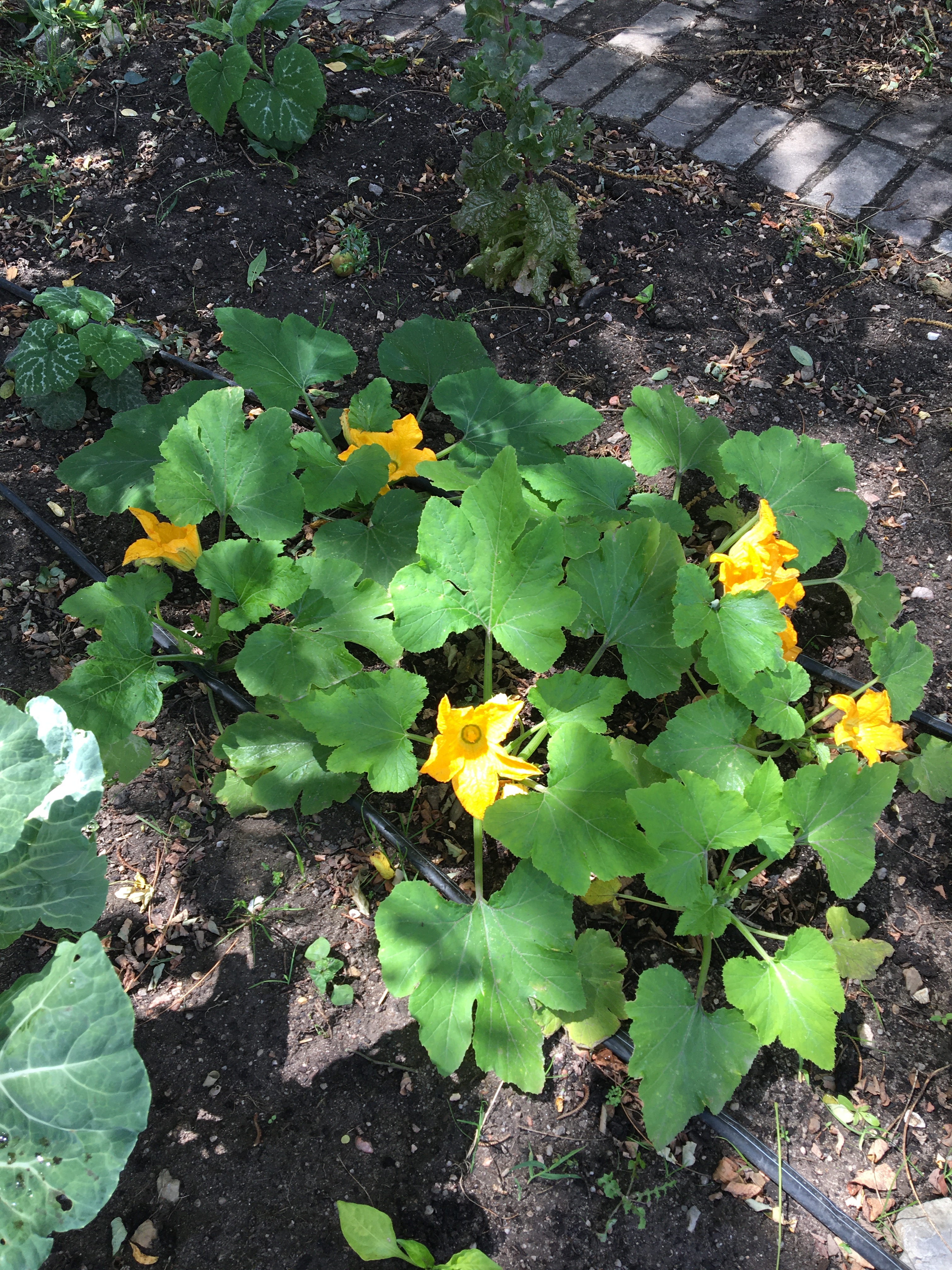 Abóbora em flor.