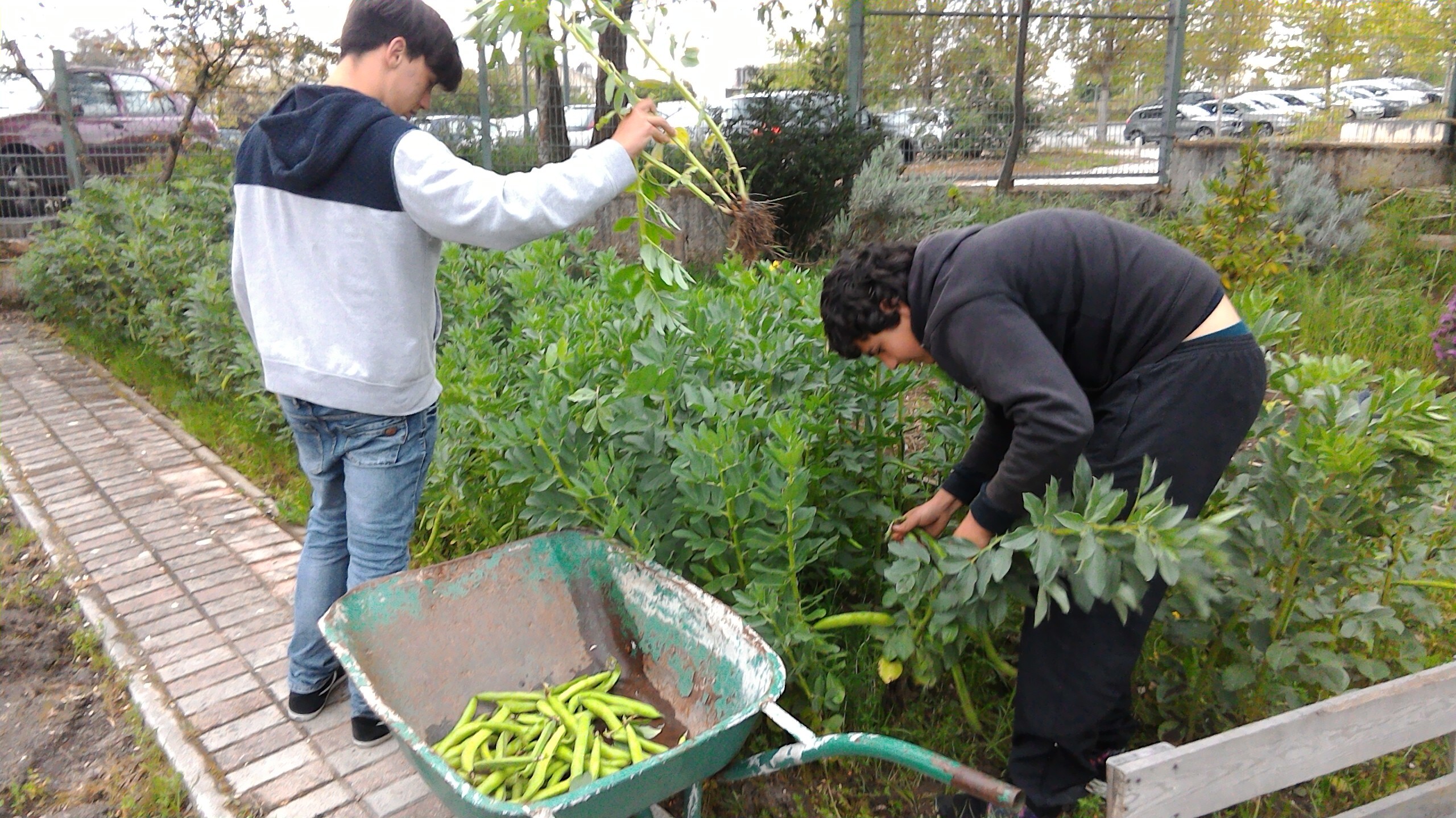Colheita das favas.