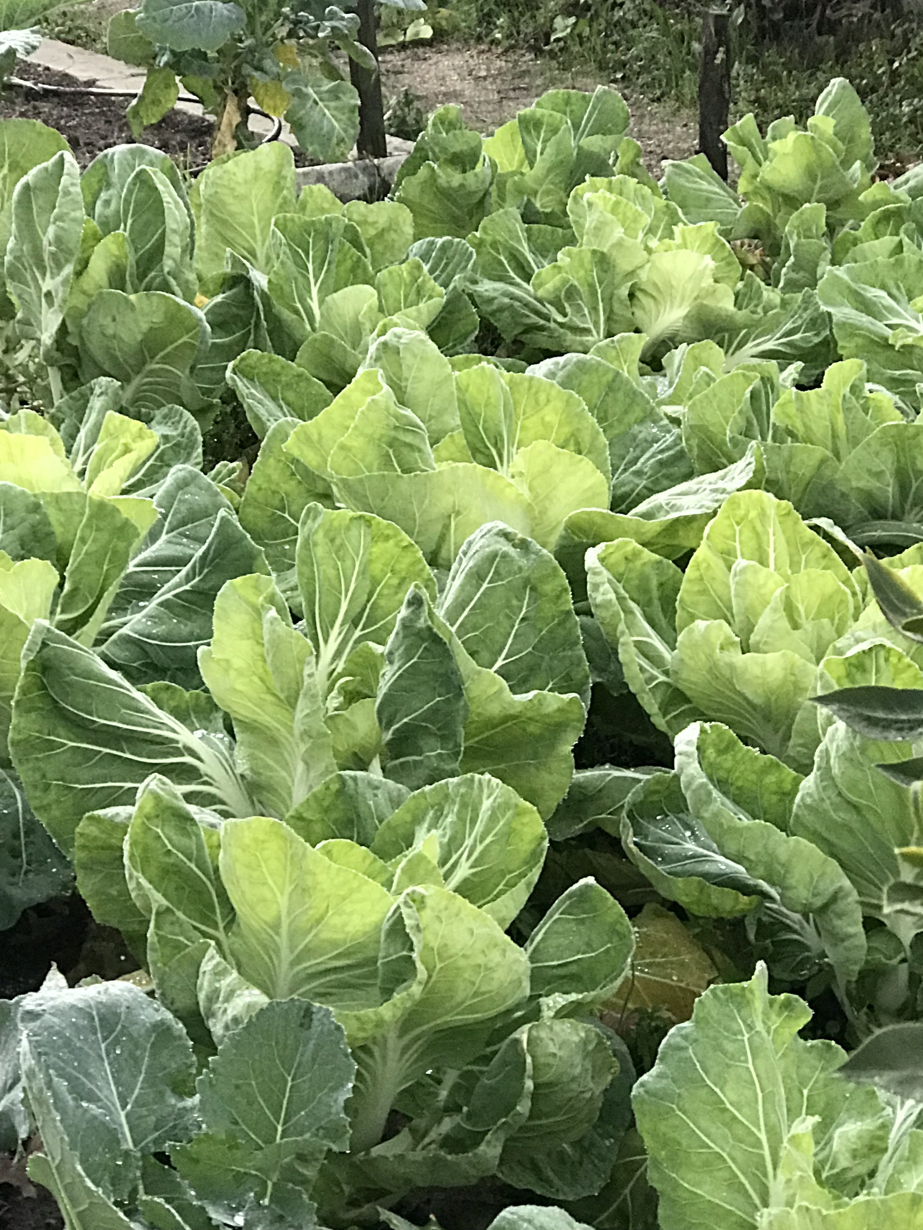 HORTA BIOLÓGICA