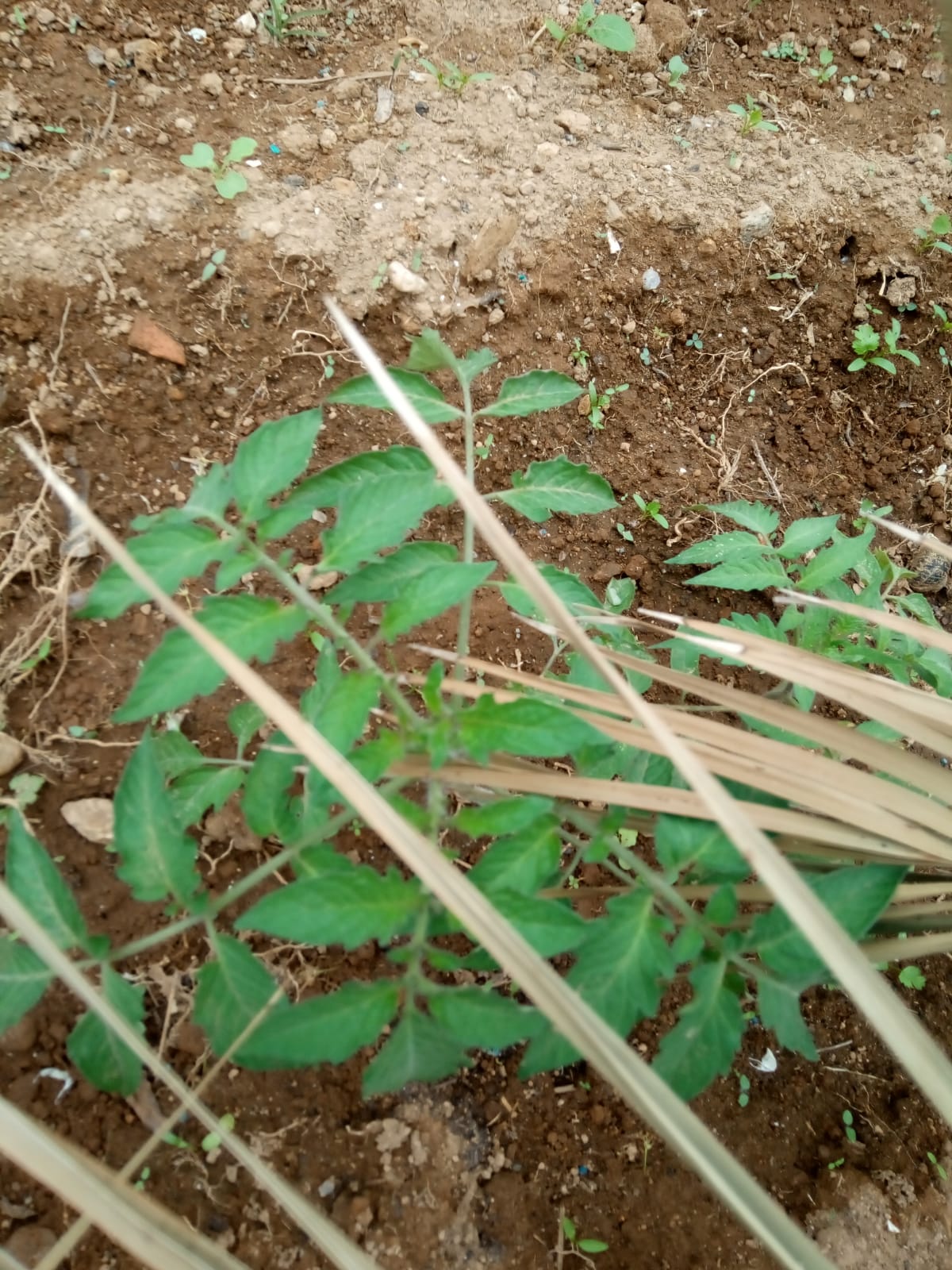 Tomateiros