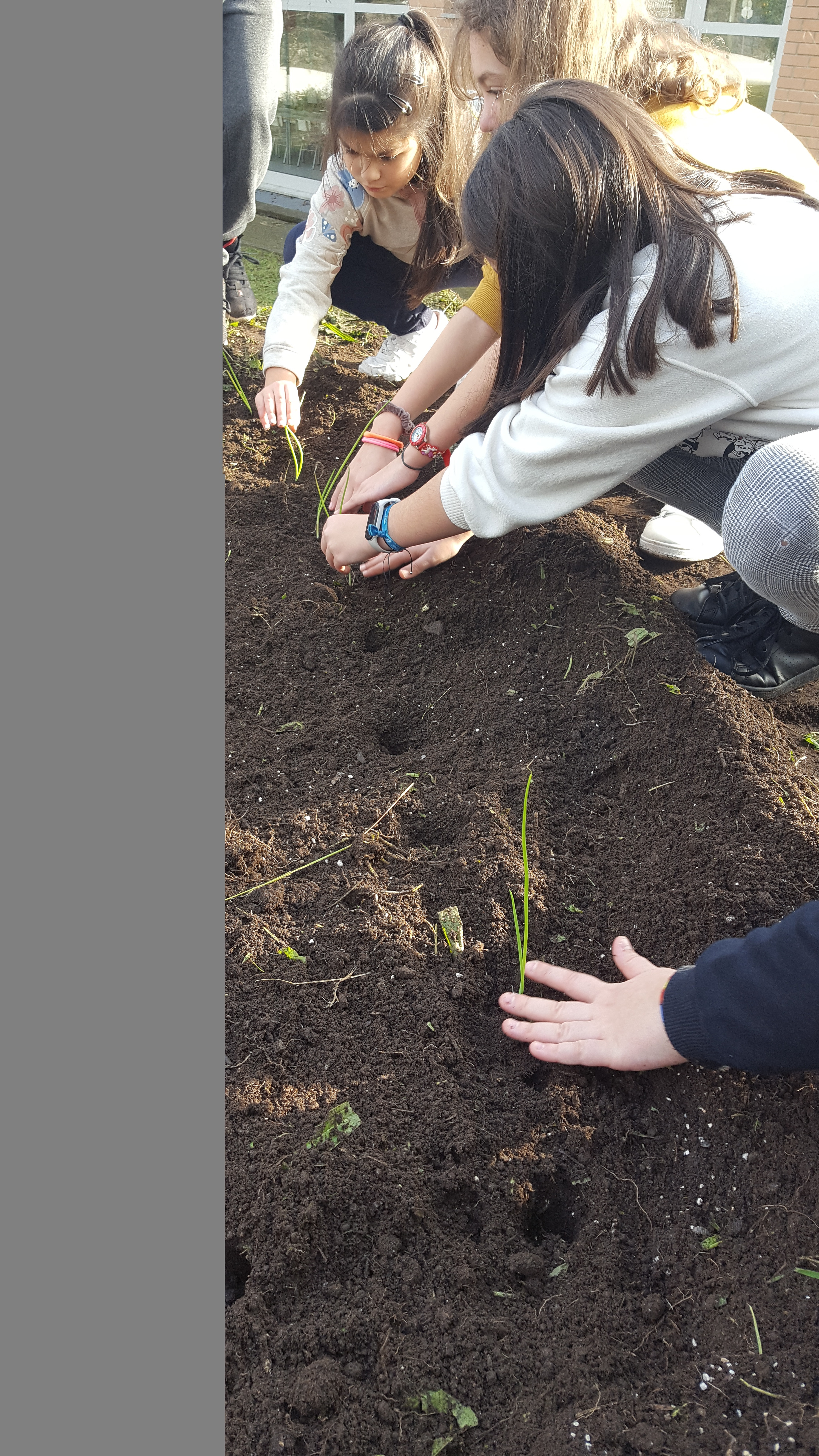 Foto 3- Sementeira/plantação de produtos hortícolas