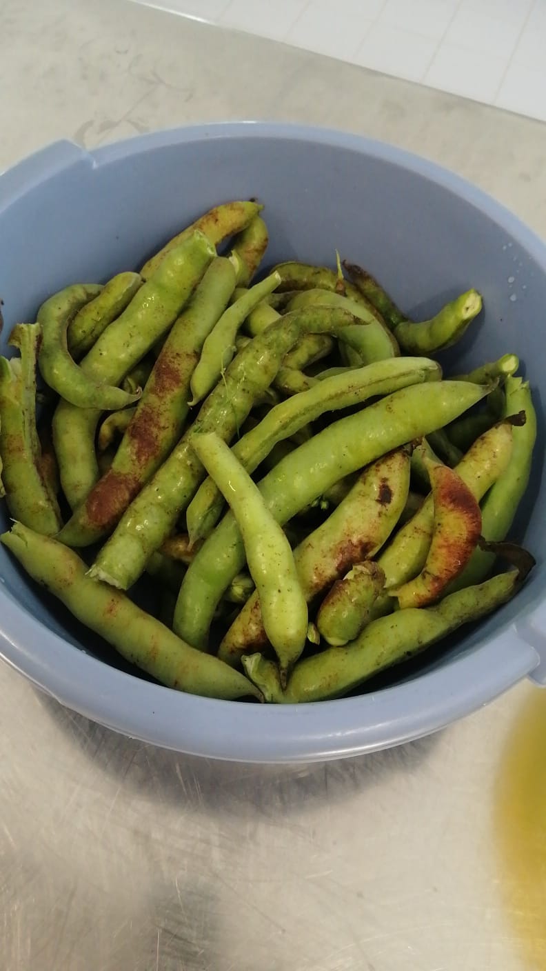 Favas-colheita