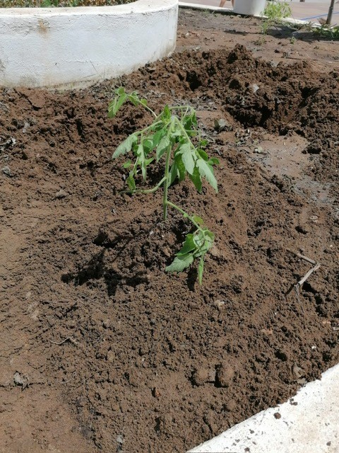 Plantação de batatas