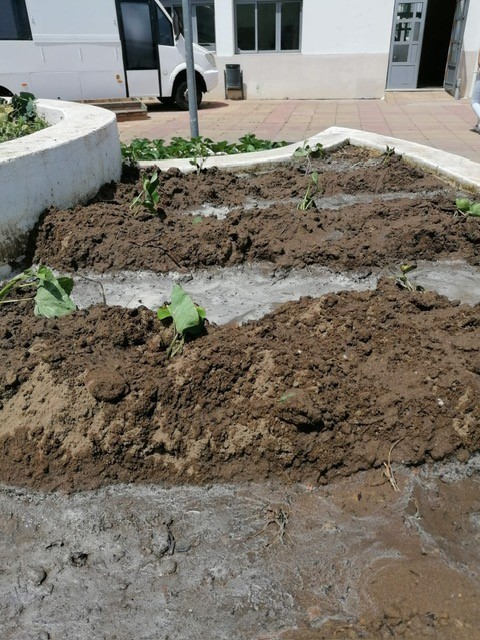 Plantação de batatas