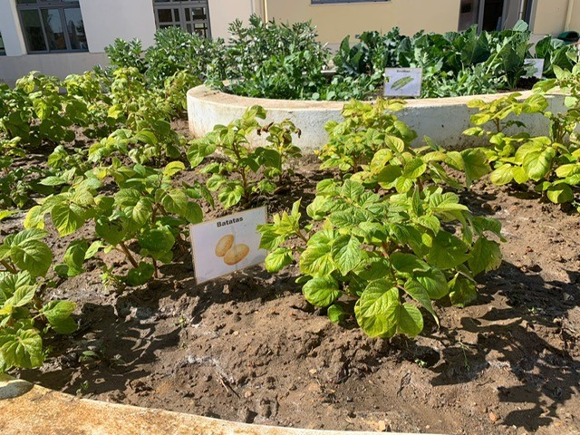 Plantação de batatas