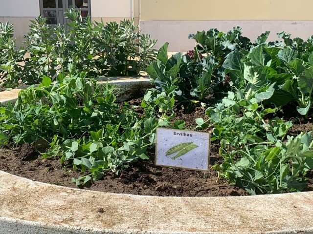 Plantação de ervilhas