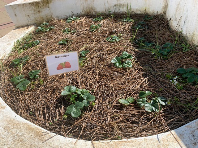 Plantação de morangos