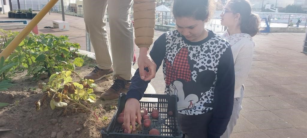 Professor do Ensino Especial mais aluna do Centro de Apoio à Aprendizagem (CAA) a colher batatas.