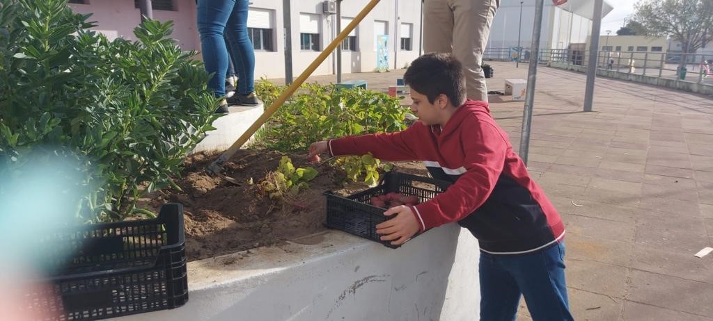 Aluno do Centro de Apoio à Aprendizagem (CAA) a colher batatas.