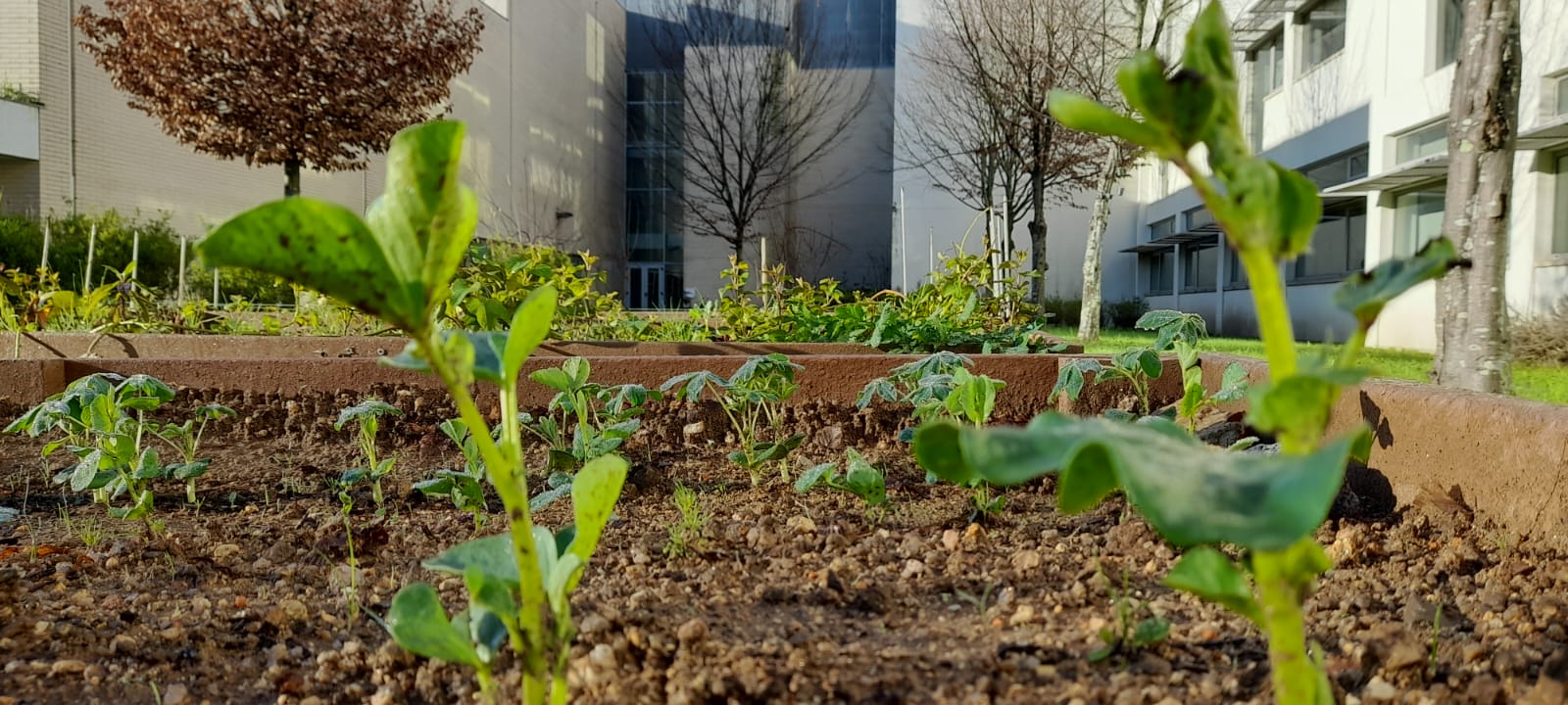 Janeiro  - leguminosas germinadas