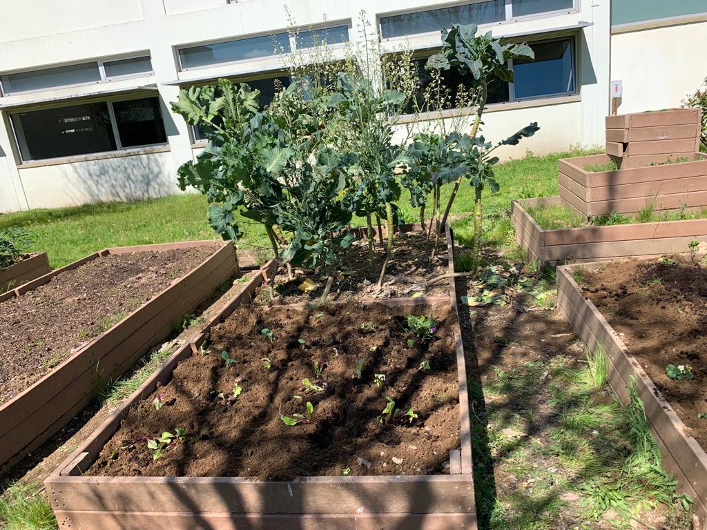 Aspeto final do canteiro "Plantas companheiras". A seleção/Plantação foi realizada em articulação nas disciplinas de Ciências Naturais/Geografia, respetivamente.