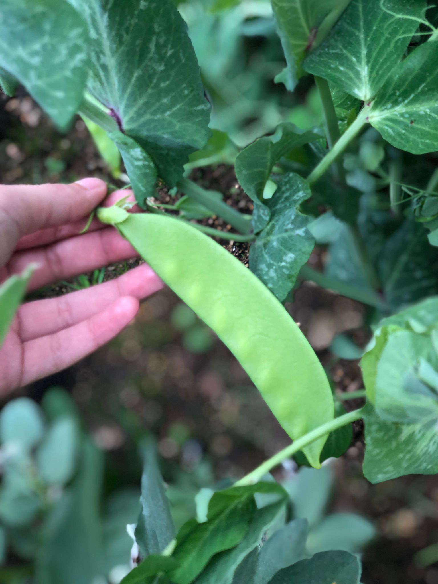 Projeto iniciado ainda no 1º período - As leguminosas são as estrelas - na primeira quinzena de março, as ervilheiras deram os 1º frutos.