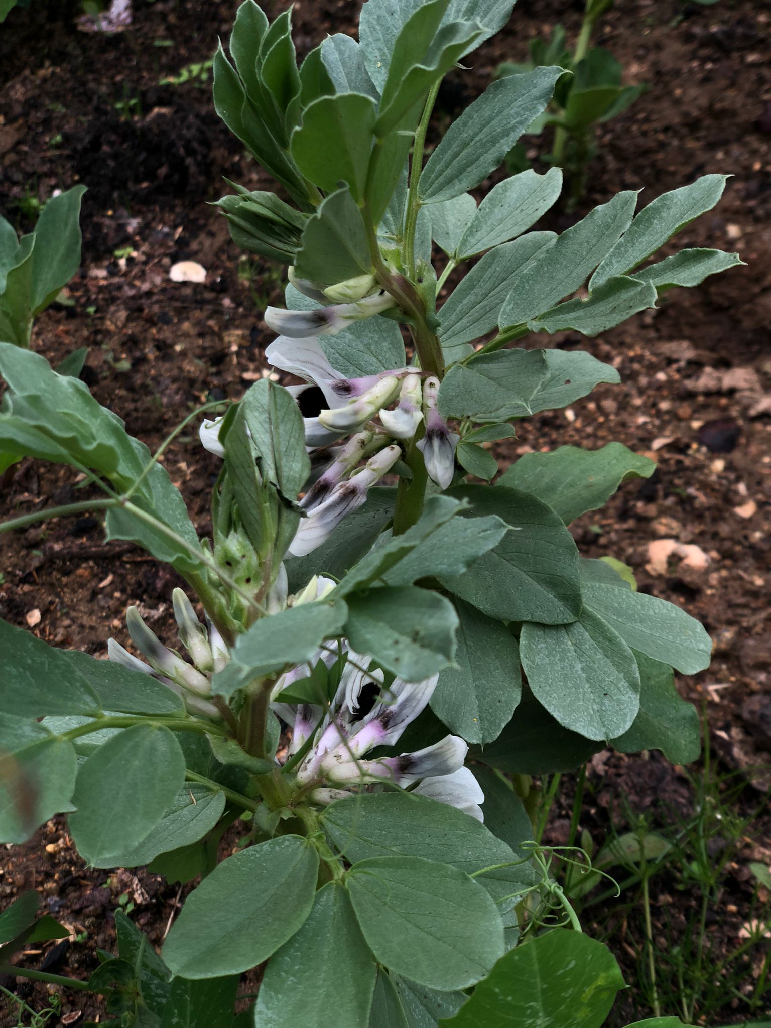 As leguminosas são as estrelas  -  temos o canteiro das favas - com a sua floração, que foi observada pelos alunos.