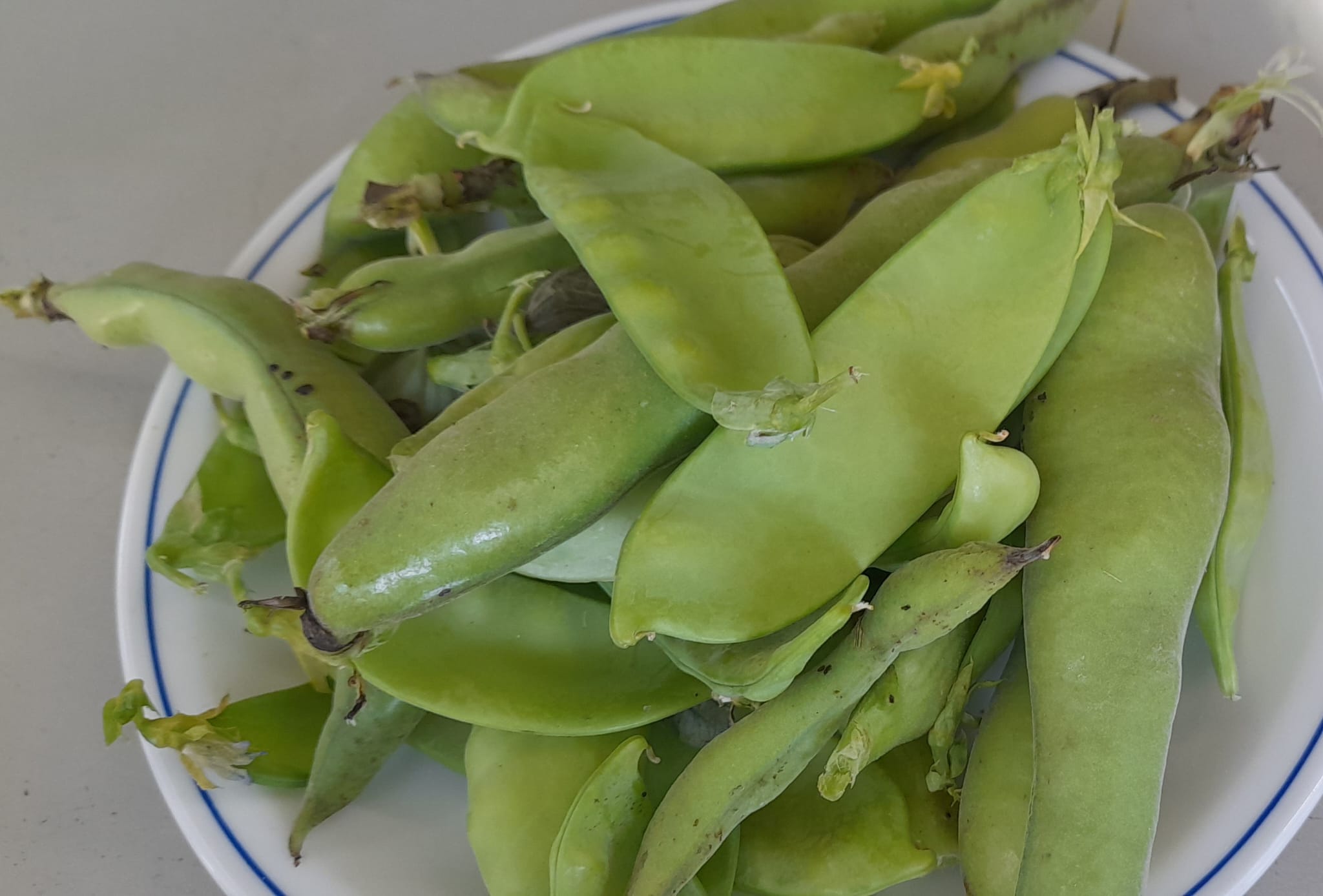 últimas favas e ervilhas colhidas dos canteiros das leguminosas, resultado do projeto: As leguminosas são as estrelas"