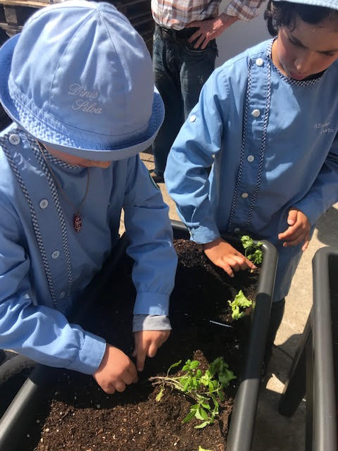 Horta - Plantação de Salsa 2