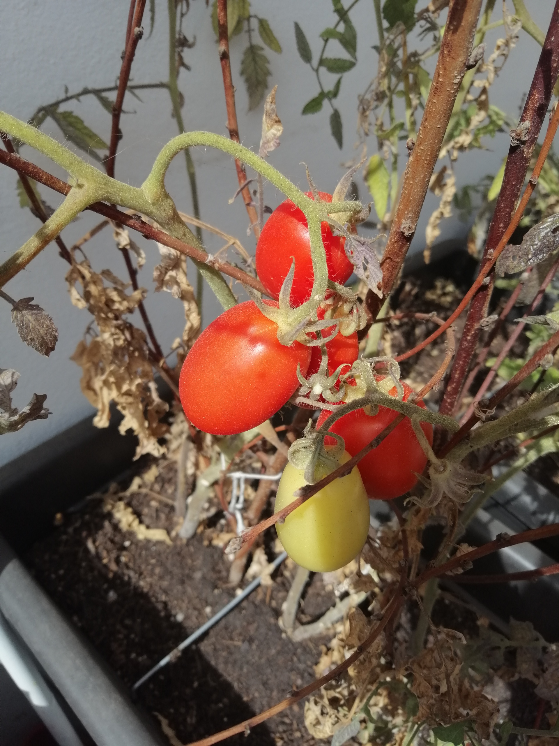 Recolha de Tomates Cherry - 1
