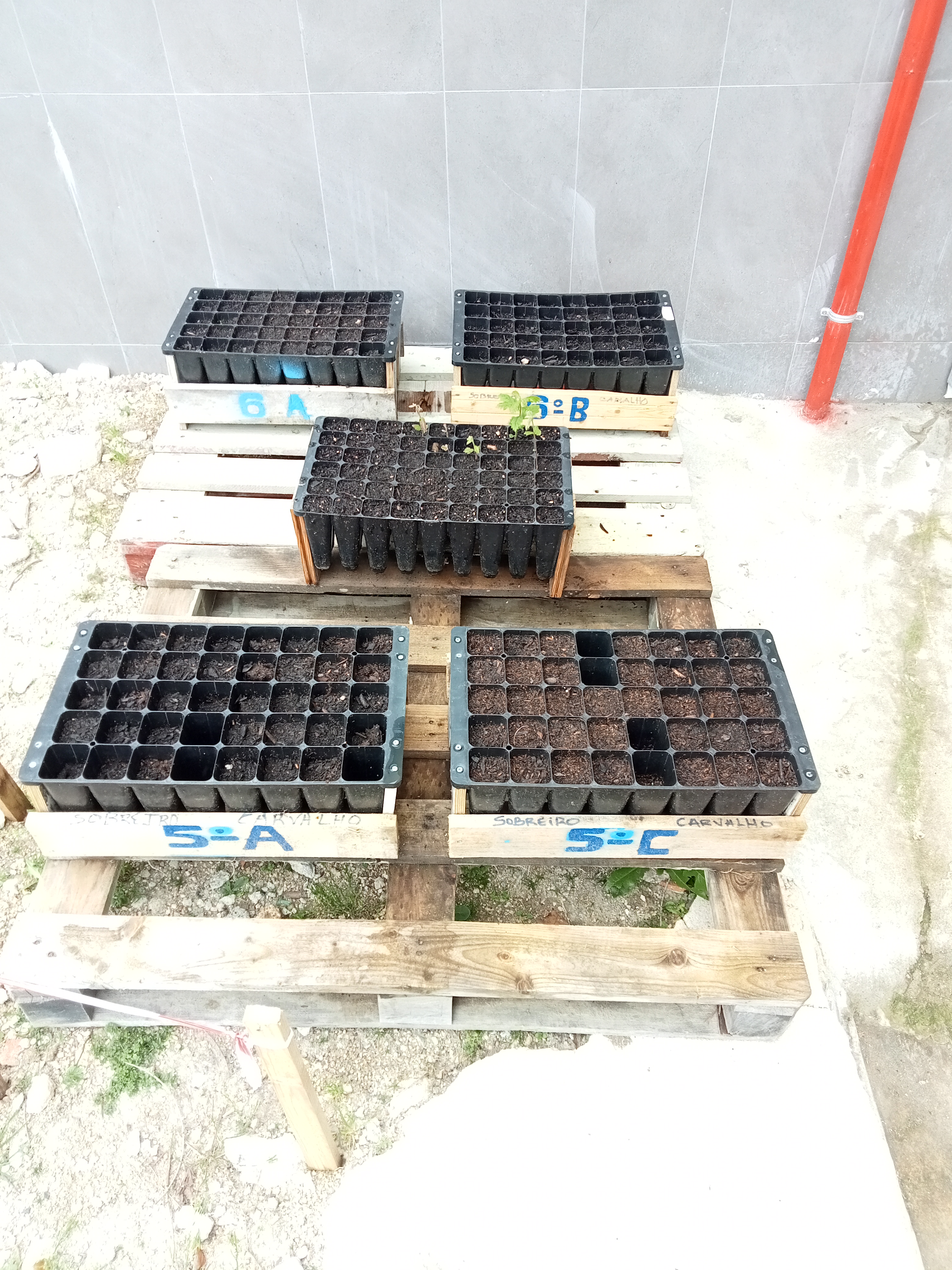 Em simultâneo, vamos fazendo a germinação de sementes. Algumas das plantas serão utilizadas no repovoamento florestal, outras, na própria horta.