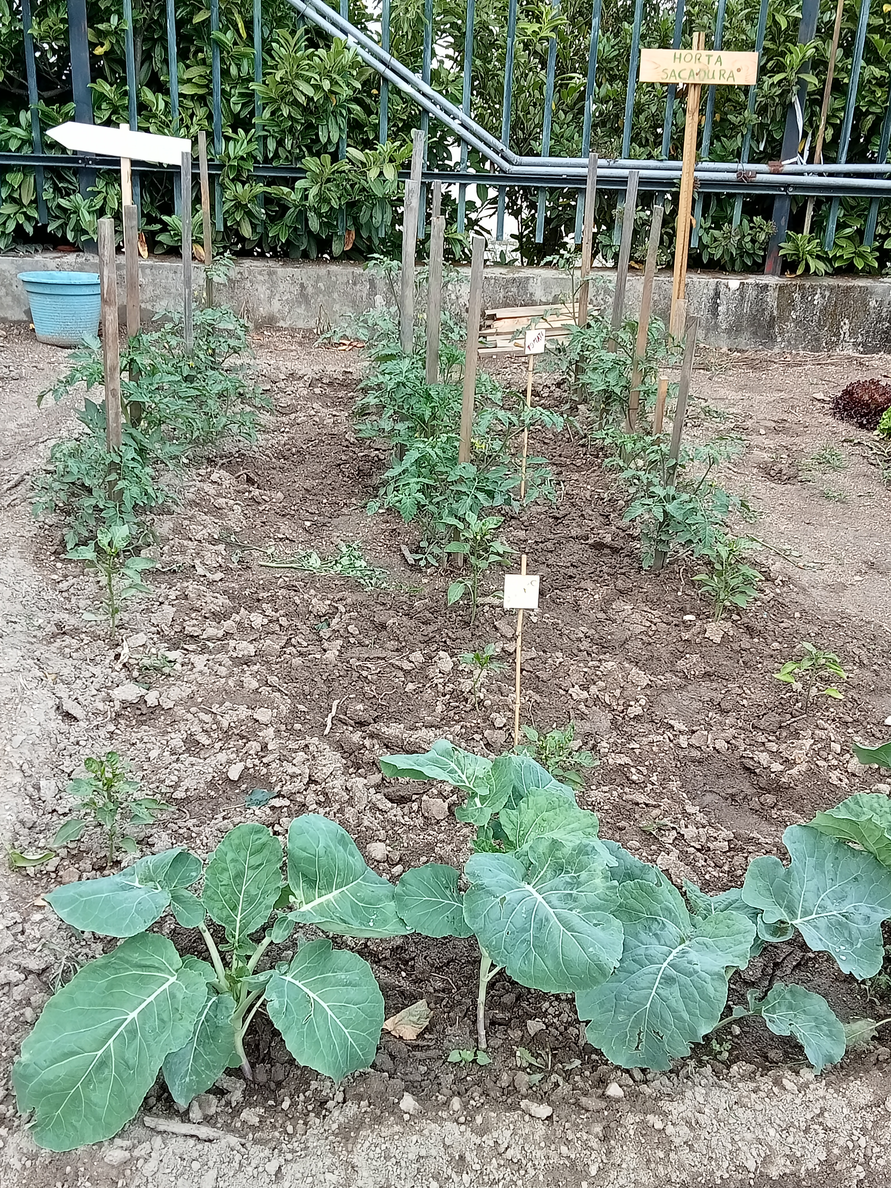Mais uma amostra do que que a Horta nos dá: pimenteiros, couves e tomateiros.