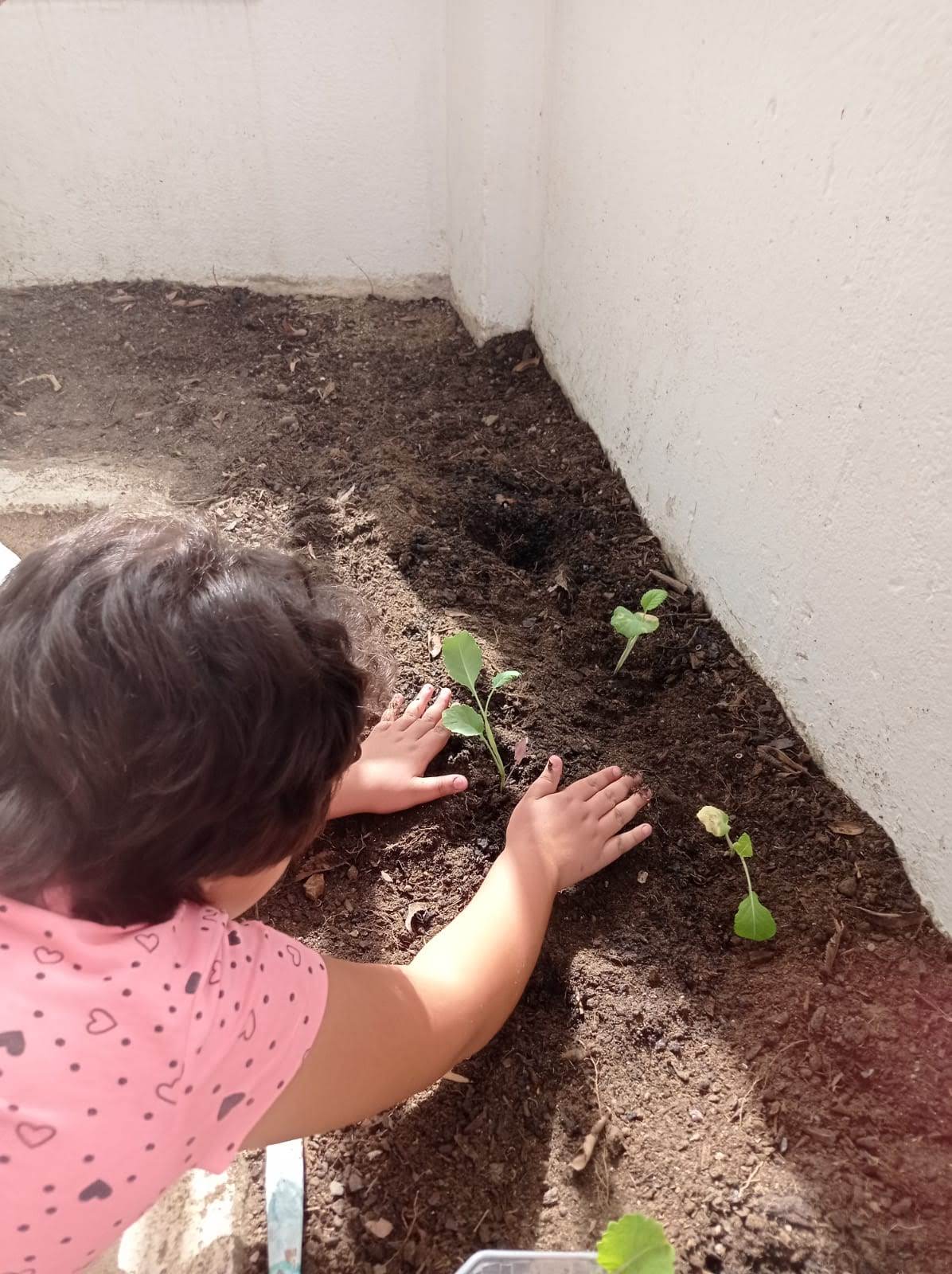 Limpeza e preparação do solo e colocação de primeiras hortícolas.
